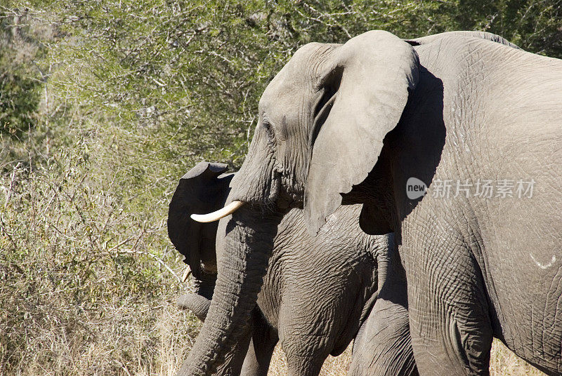 两只雌性非洲象(Loxodonta africana)的侧视图